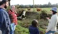 PARA COSME POMBO PROTEXER AOS GANDEIROS É TAN PRIORITARIO COMO PROTEXER AO LOBO