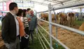 "A partir do 18 de febreiro o Goberno da Xunta co BNG e Ana Pontón de presidenta apoiará a conservación e promoción das distintas razas autóctonas de Galiza", afirmou Olalla Rodil
