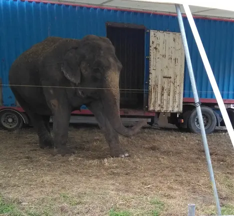 elefante